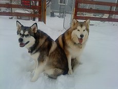 Click image for larger version. 

Name:	snowdogs.jpg 
Views:	0 
Size:	141.9 KB 
ID:	5311