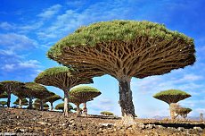 Click image for larger version. 

Name:	dragon-blood-trees.jpg 
Views:	0 
Size:	197.1 KB 
ID:	7201