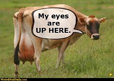 Click image for larger version. 

Name:	cow my eyes.jpg 
Views:	0 
Size:	58.6 KB 
ID:	6094