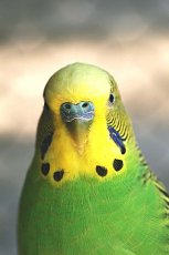 green-parakeet-front.jpg