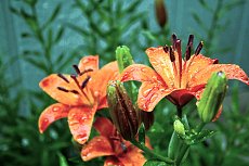 Click image for larger version. 

Name:	daylilies.jpg 
Views:	0 
Size:	91.0 KB 
ID:	5042