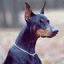 Dobertarian's Avatar