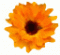 calendula's Avatar